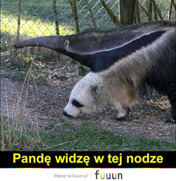 Ja Jebie #3034