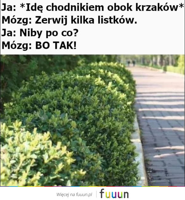 Ja Jebie #2751