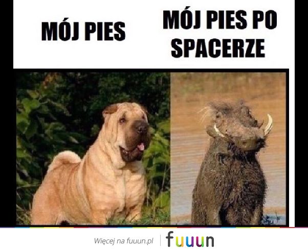 Suchar codzienny #431