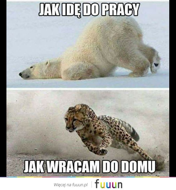 Suchar codzienny #516