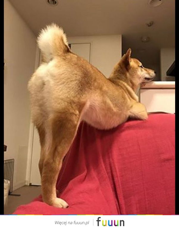 Suchar codzienny #1434