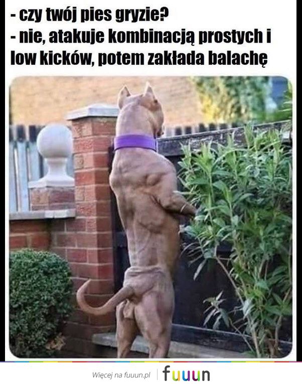 Suchar codzienny #1433