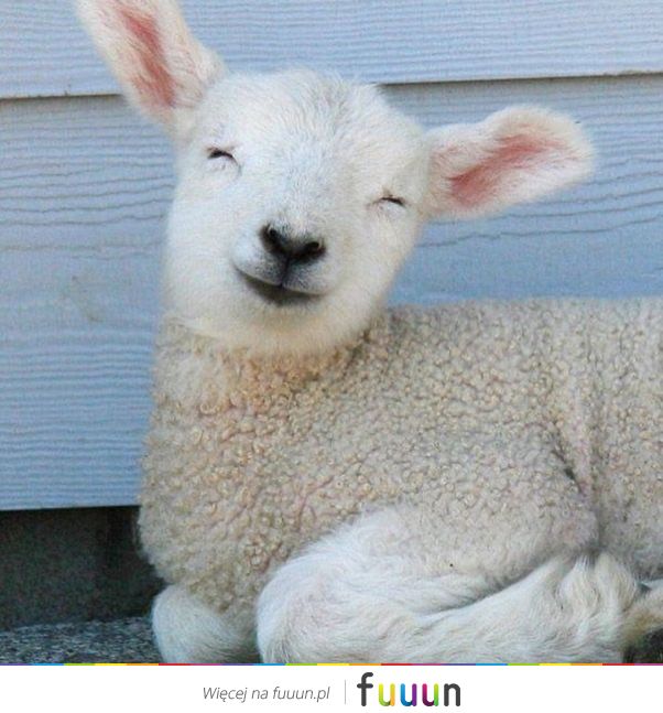 Suchar codzienny #1234