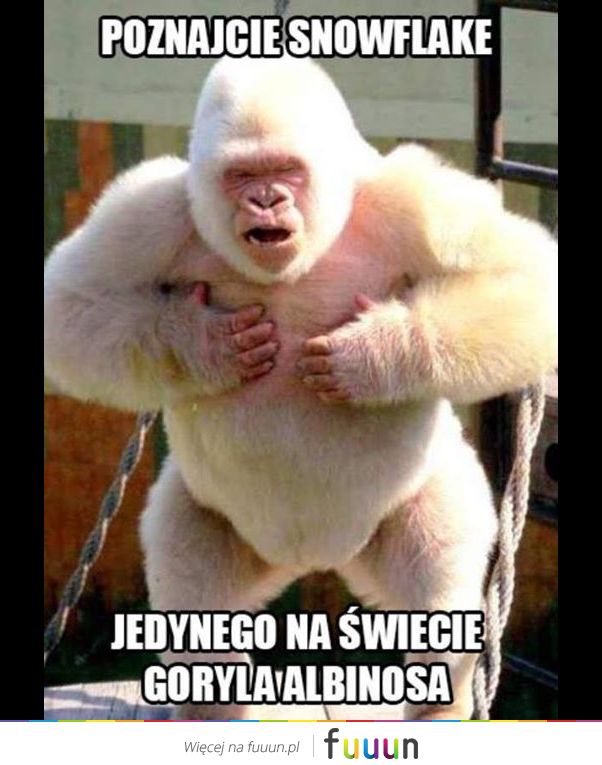 Ja Jebie #1232