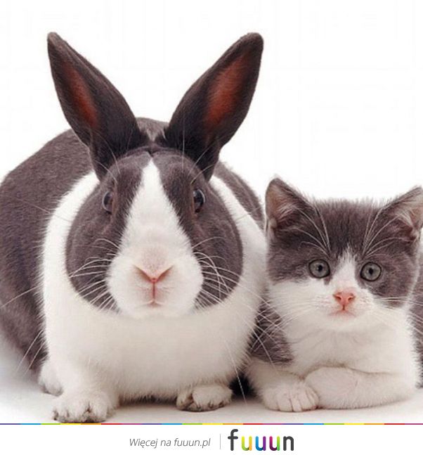 Suchar codzienny #1389