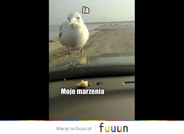 Suchar codzienny #77