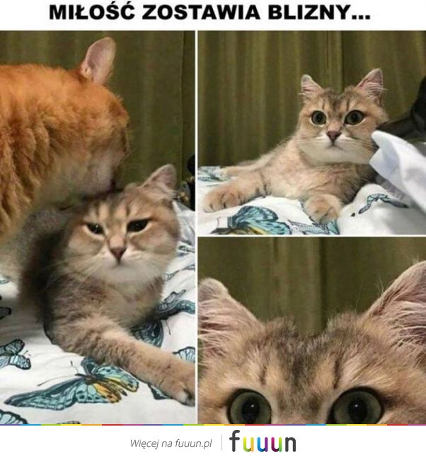 Suchar codzienny #1156