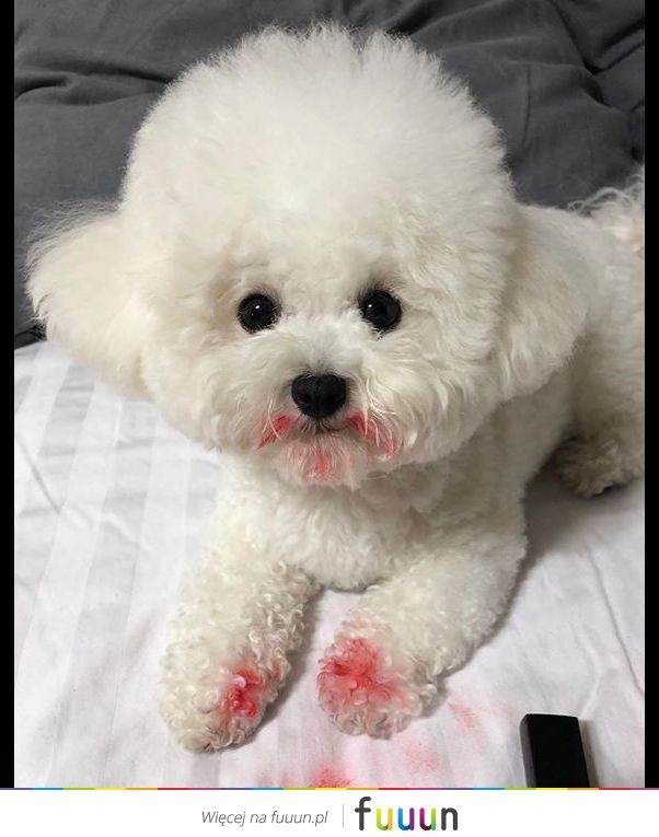 Suchar codzienny #1276