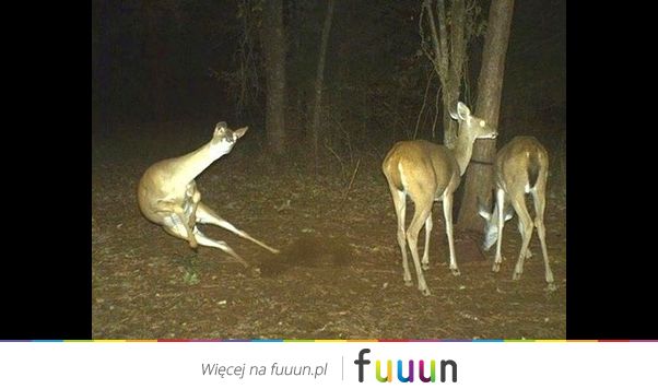 Suchar codzienny #1379