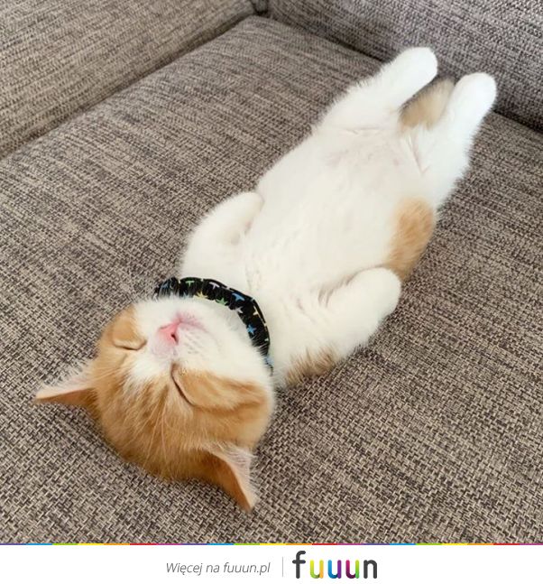 Suchar codzienny #1286