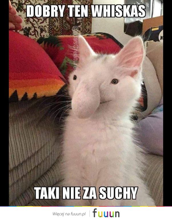 Ja Jebie #2475