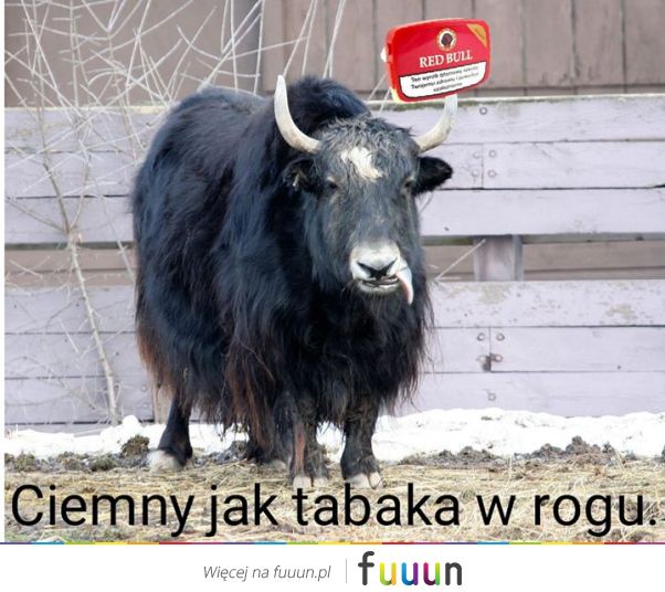 Pasjonaci Ubogiego Żartu #134