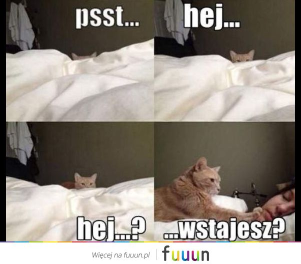 Suchar codzienny #454