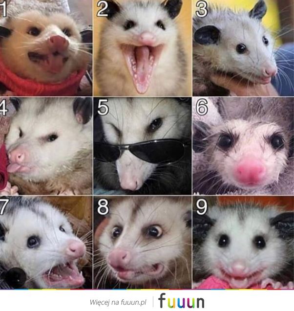 Suchar codzienny #1150