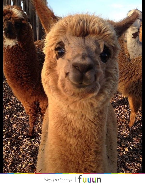 Suchar codzienny #1266