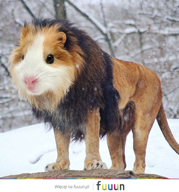 Suchar codzienny #1239