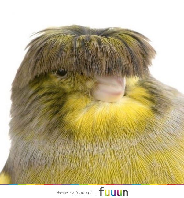 Suchar codzienny #1290