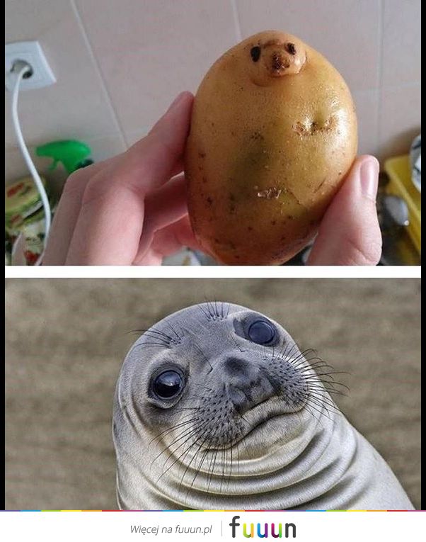 Suchar codzienny #1273