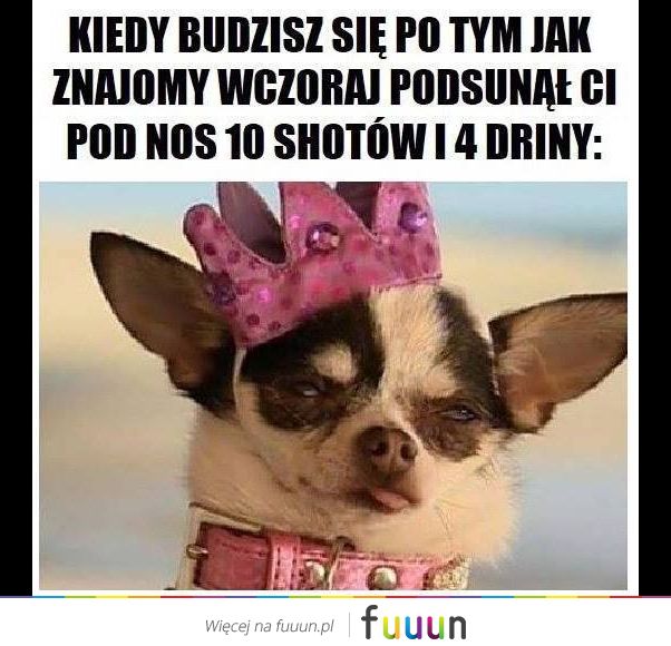 Suchar codzienny #381