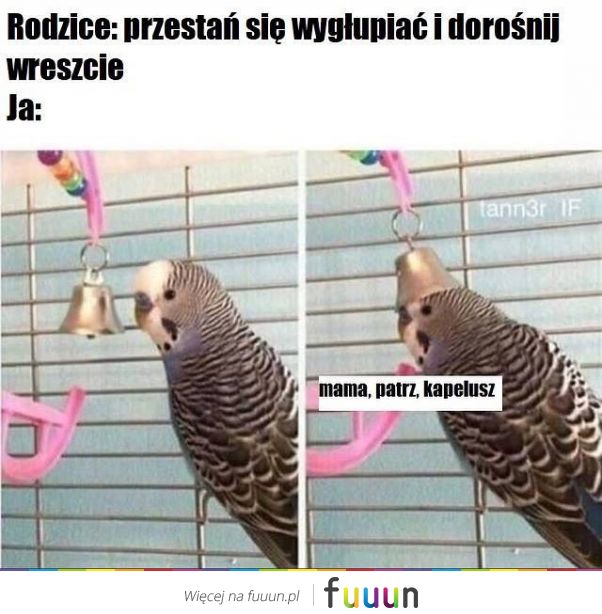 Suchar codzienny #983