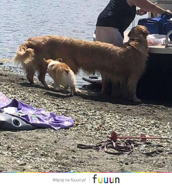 Suchar codzienny #1242