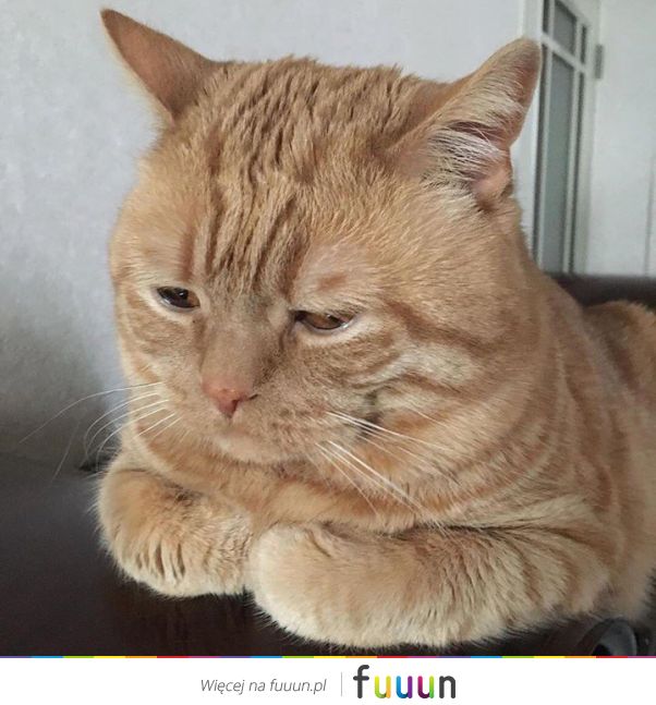 Suchar codzienny #1393