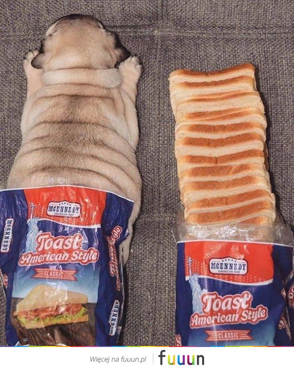 Suchar codzienny #1241