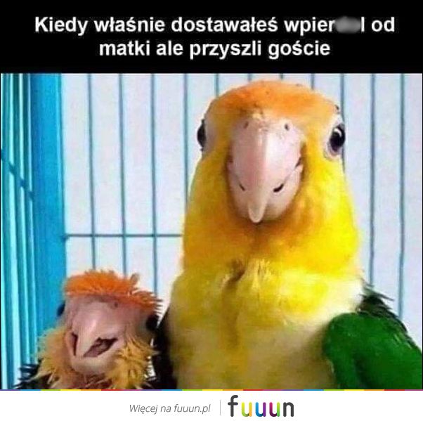 Ja Jebie #2784