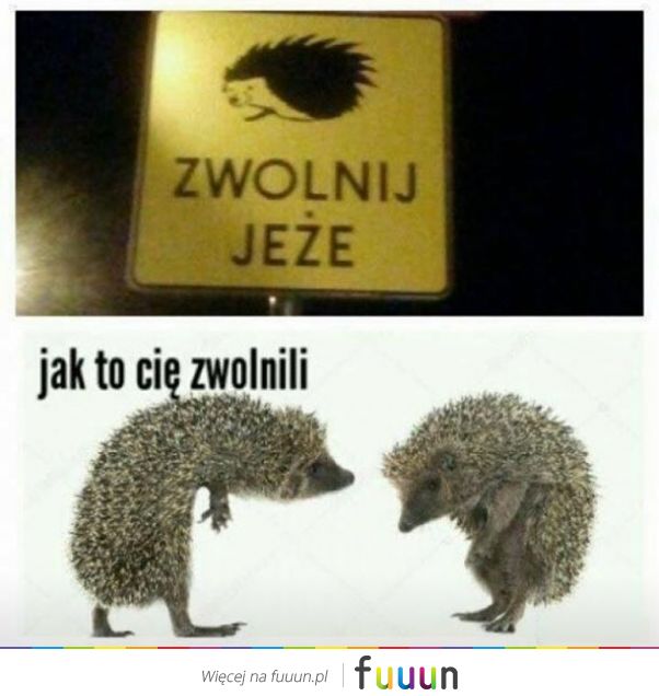 Suchar codzienny #684