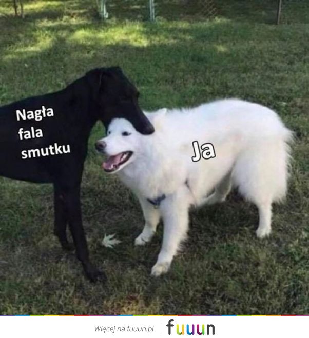 Suchar codzienny #585