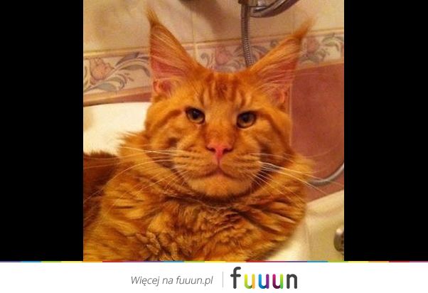 Suchar codzienny #1274