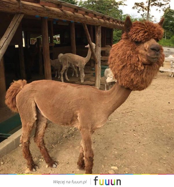 Suchar codzienny #1244