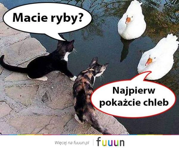 Suchar codzienny #521