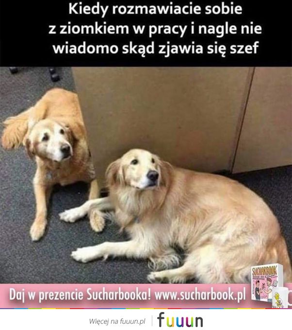 Suchar codzienny #626