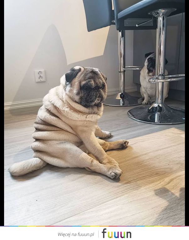 Suchar codzienny #1251