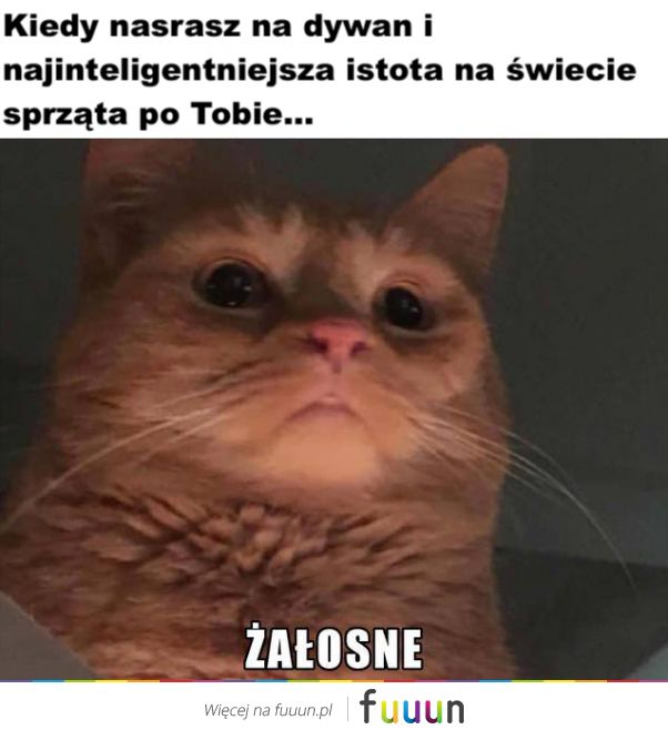 Suchar codzienny #462