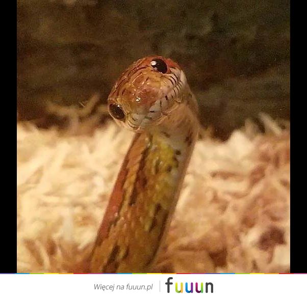 Suchar codzienny #1384