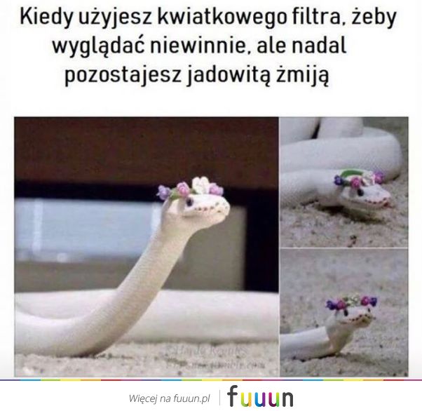 Suchar codzienny #1093