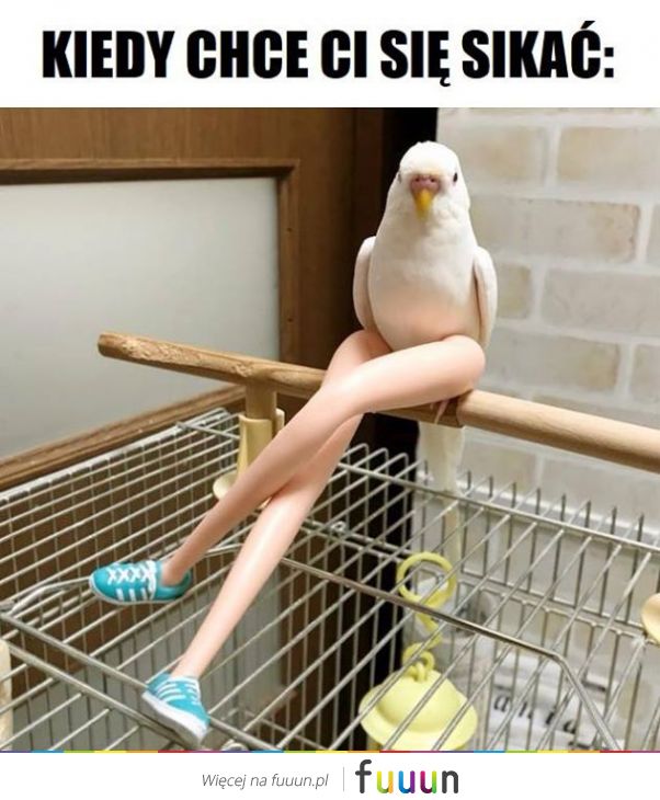 Suchar codzienny #494