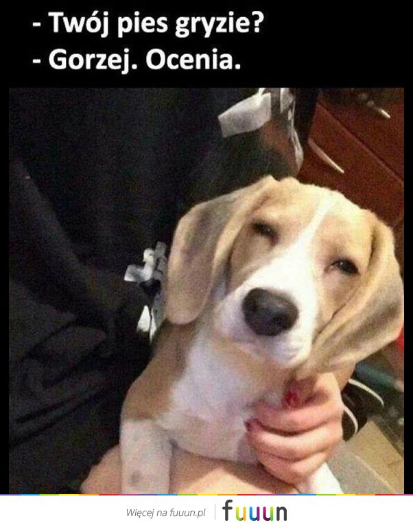 Suchar codzienny #616