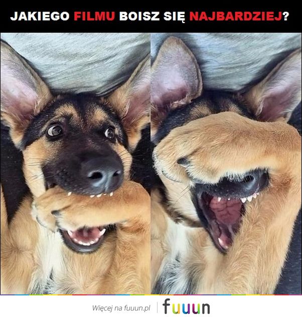 Ja Jebie #2772