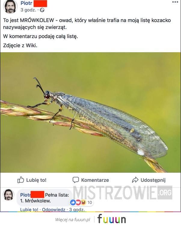 Mistrzowie #3252