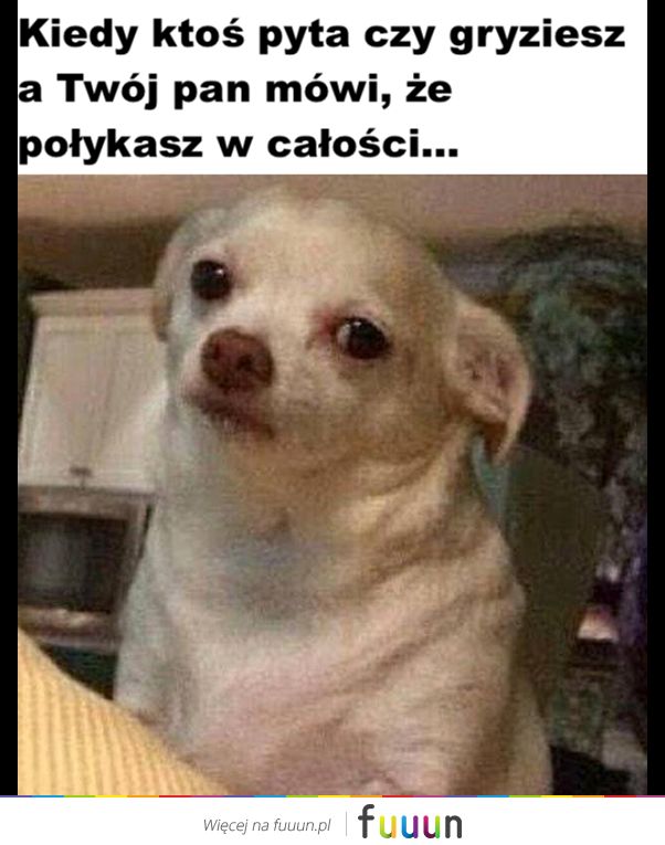 Suchar codzienny #492