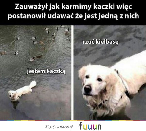 Suchar codzienny #605