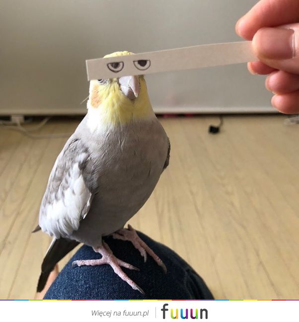 Suchar codzienny #1281