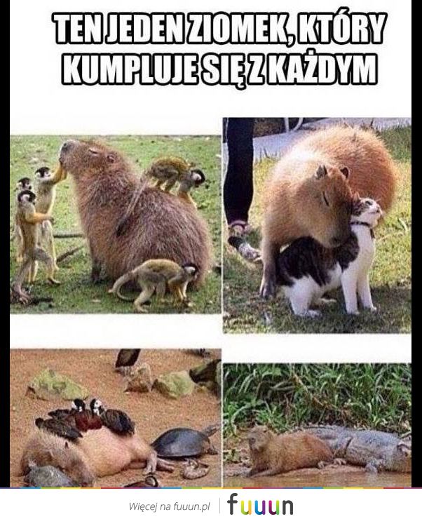 Suchar codzienny #458