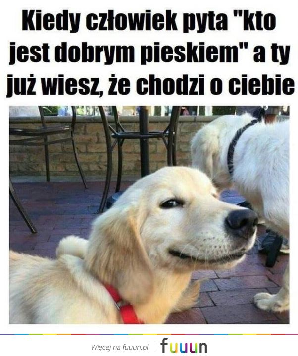 Suchar codzienny #527