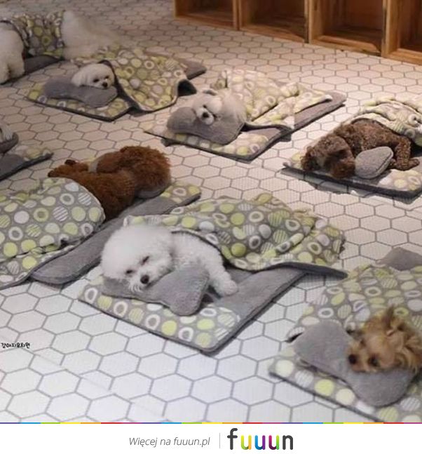 Suchar codzienny #1263